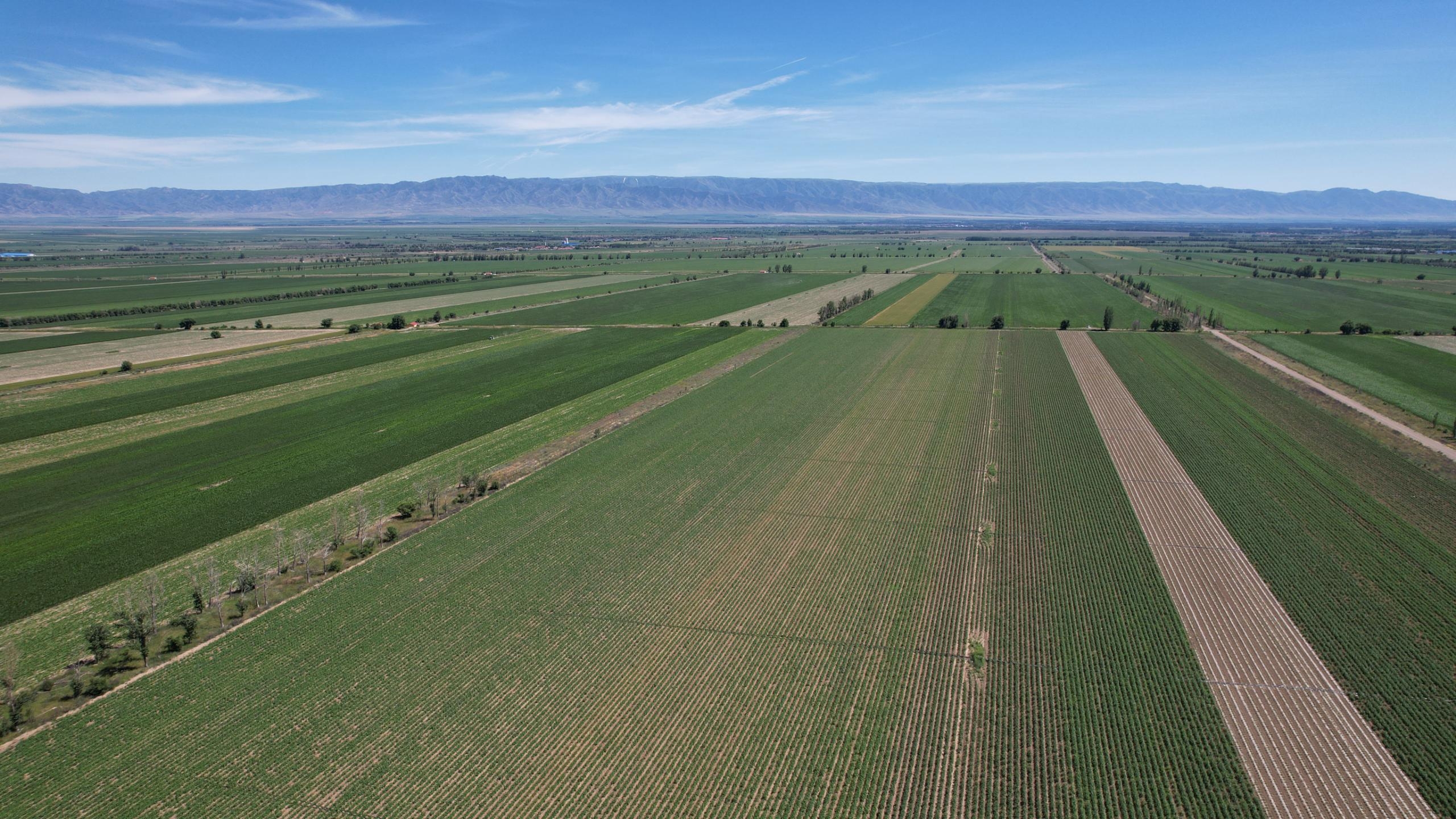 鹽津鋪子×農(nóng)心 重磅聯(lián)名——辣白菜薯片新鮮上市